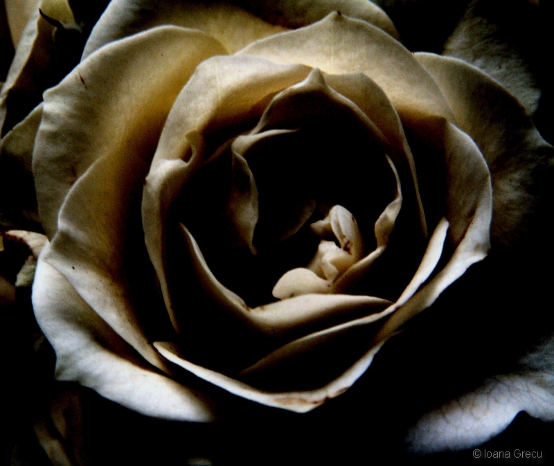 White rose in the dark