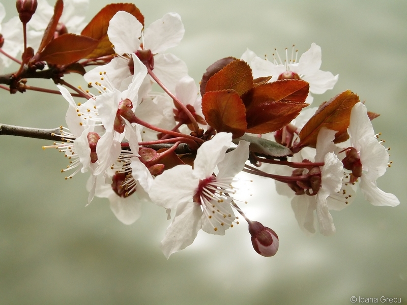 Cherry flowers